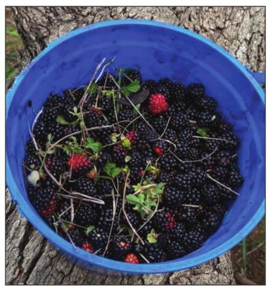 Boysenberries may not be native to Oklahoma, but they definitely flourish here. Tom Stewart