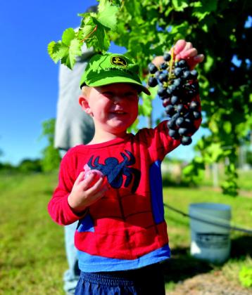 The Bois D'arc Winery grows their own grapes for their collection. Courtesy photo