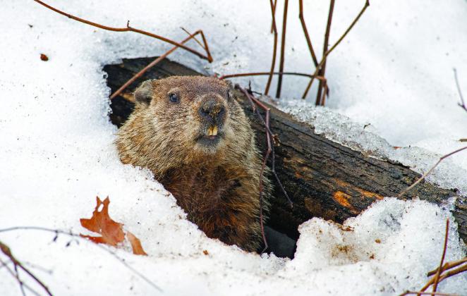 Punxsutawney Phil saw his shadow and predicted six more weeks of winter. Courtesy photo