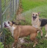 Bloo &amp; Gracie