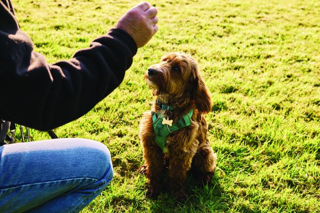 Don't forget that even dogs can benefit from a cool, summer treat. Courtesy photo