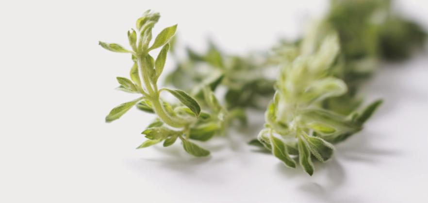 Jedi Chef Travels: The enduring story of Oregano