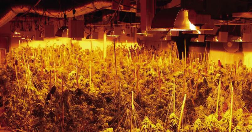 Illegal grow operation found in the county