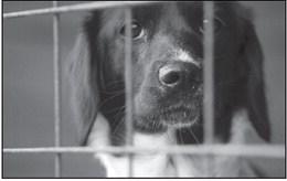 Those who still have room and love to share can put these tips to use as they look for a furry friend to call their own. Courtesy photo