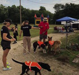 How to prevent lost pets