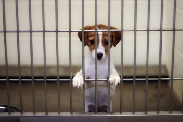 How to prevent lost pets