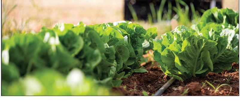 Enjoy the taste of garden-fresh produce in the cooler months by planting fall gardens in the heat of the summer.
