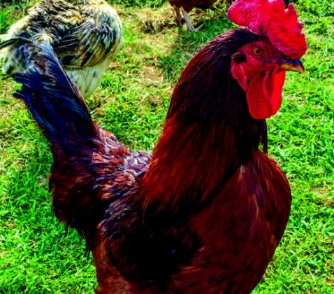 A well-loved rooster that resembles the one pictured above was killed during the July 4th weekend. Courtesy photo