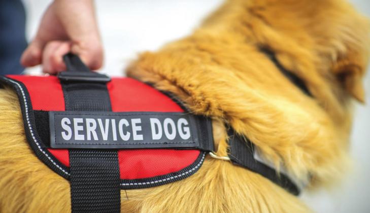 No pets allowed: Understanding service dog regulations