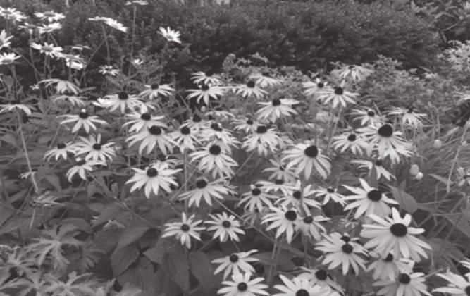 How to care for perennials