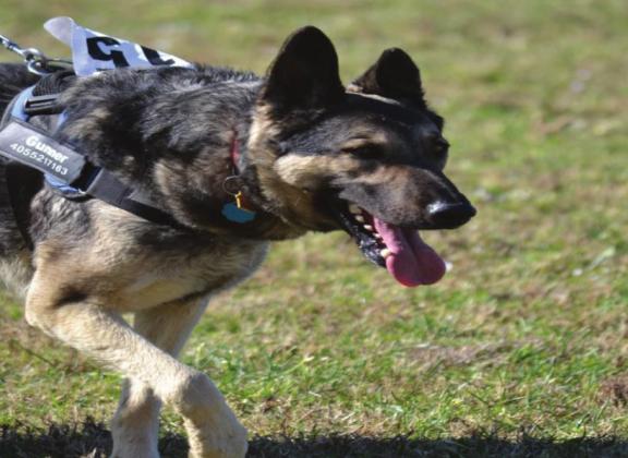 The DanMan Challege was held on April 2, 2022, and welcomed runners of all types, even the four-legged ones. Summer Bryant • The Madill Record