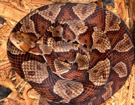 TFD: Watch for copperheads