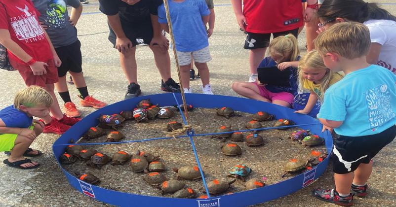 Local children watch as the Terrapin Races begin with a crawl. Gary Jackson • The Madill Record
