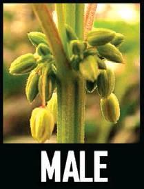 Courtesy Picture Male plants have pollen sacs, and females have stigma. A hermaphrodite has both. These are important things to know when trying to grow marijuana.