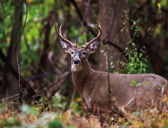 Deer Hunters Gather in OKC for Statewide Conference