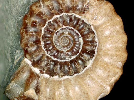 OKLAHOMA MUSEUM UNVEILS “FORMED IN STONE” FOSSIL EXHIBITION
