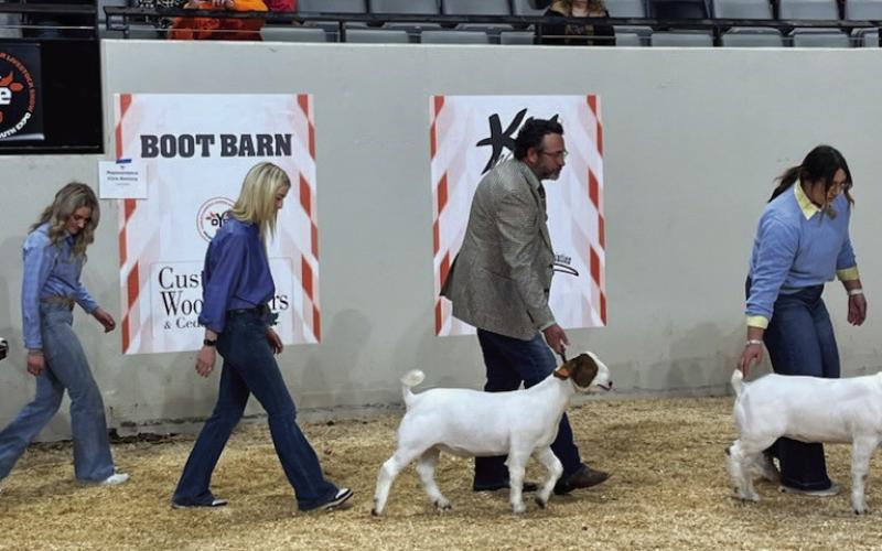 Cantrell and Goff shows goat at the