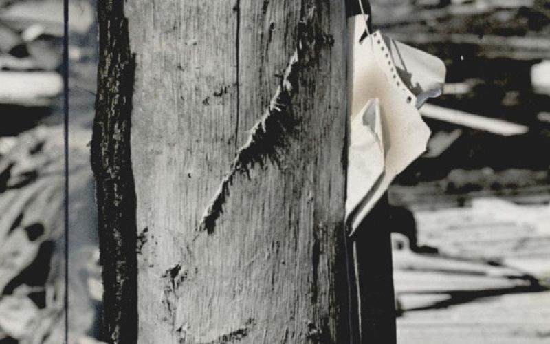 A piece of notebook paper imbedded into a tree in the Pure Oil Camp stripped of its bark. Courtesy of the Oklahoma Historical Society